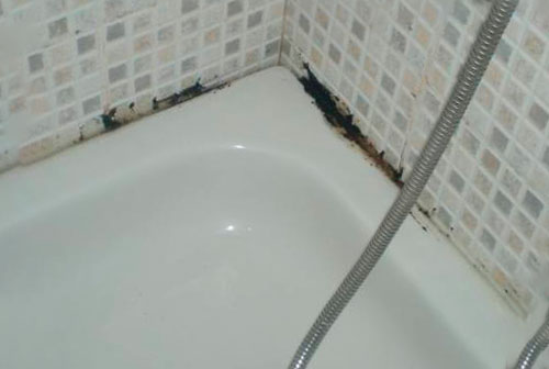 Плесень в ванной (грибок) - 3 способа как избавиться?